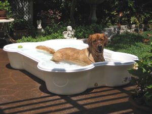 bone shaped dog pool