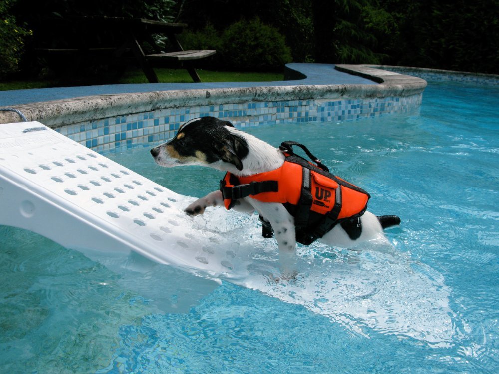 Dog Pool Ramps and Ladders for Your Pets 